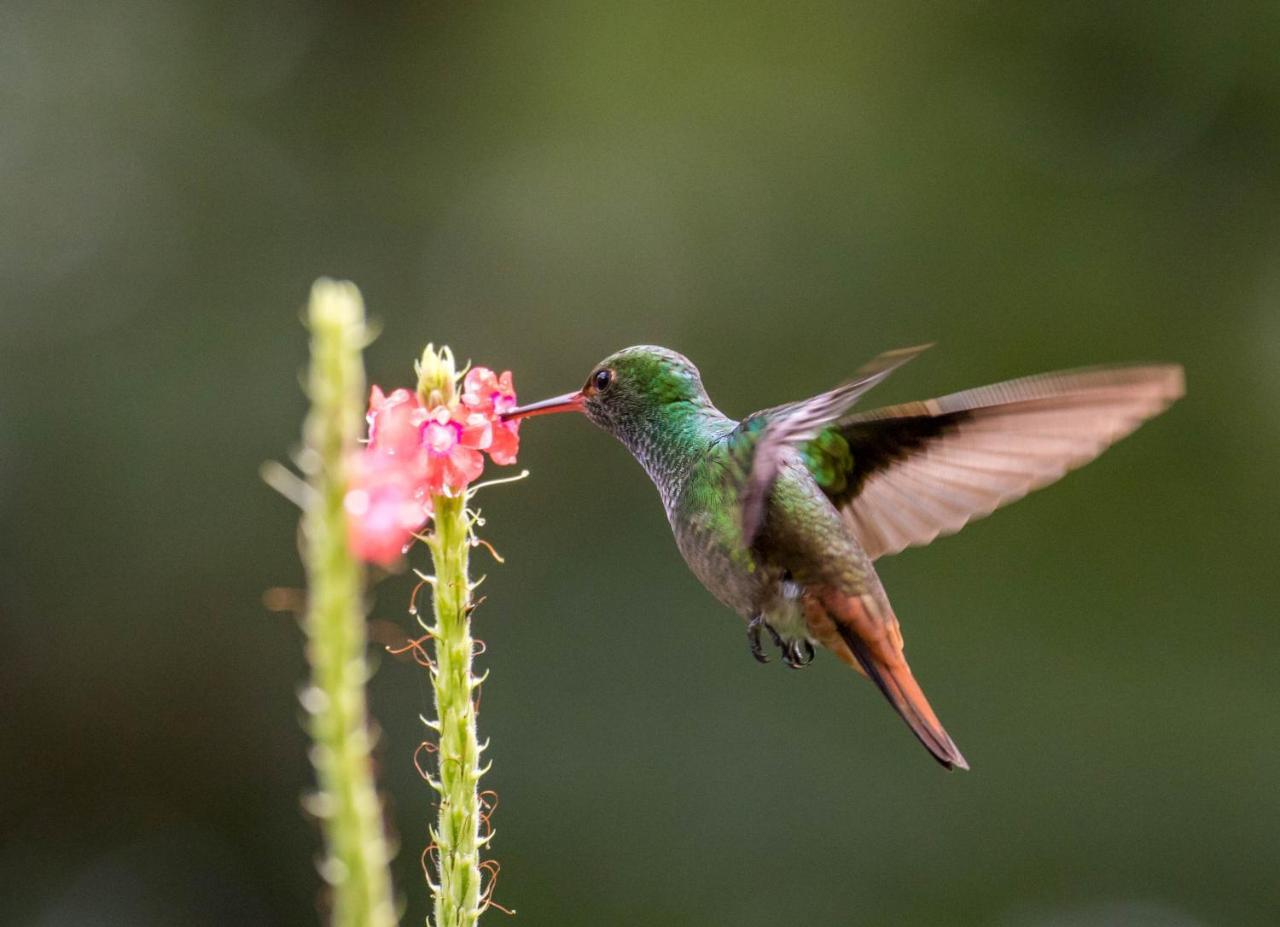 San Rafael Ecolodge La Tigra  Eksteriør bilde
